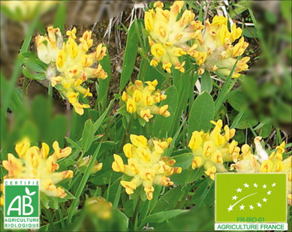 Fleur jaune pour le thé Anthyllide vulnéraire