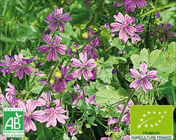 Mauve sylvestre. Belles fleurs violettes