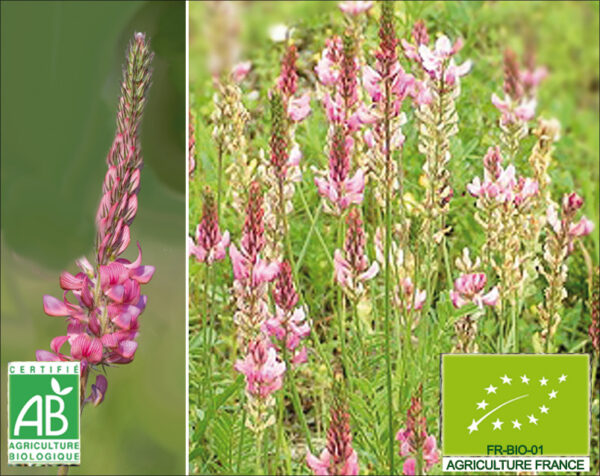 Sainfoin. Graine à semer