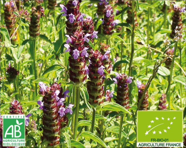 Brunelle. Plante violette pour par terre de fleurs