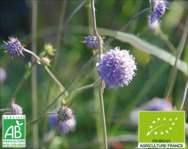 Belle fleurs violette