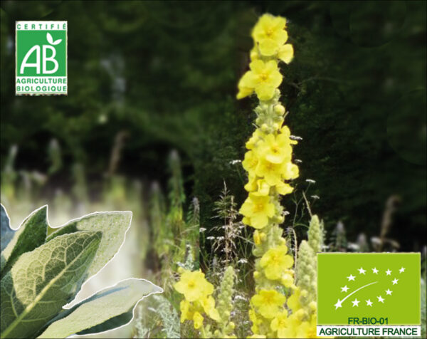 Bouillon blanc. Fleurs jaunes