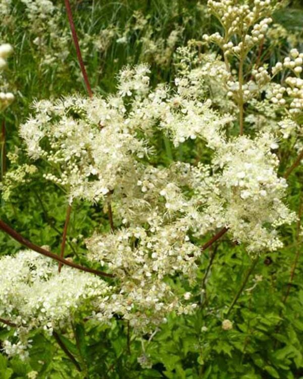 Filipendula ulmaria. Reine des prés